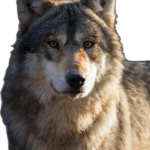 WolfsPress Wolf freigestellt 800x600